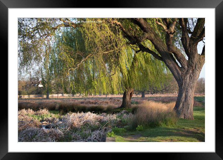 Magnificent Weeping Willow trees Framed Mounted Print by Kevin White