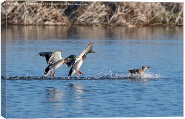 Two male Mallards chasing a female Canvas Print by Kevin White