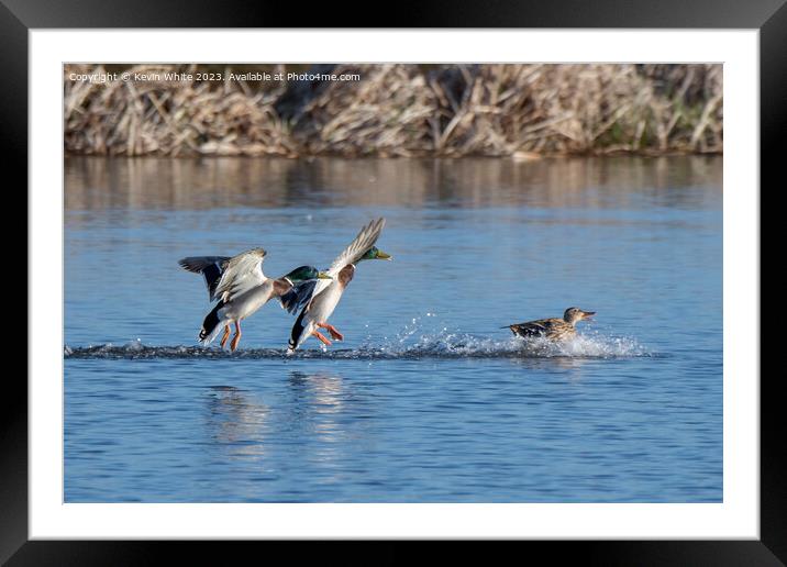 Two male Mallards chasing a female Framed Mounted Print by Kevin White