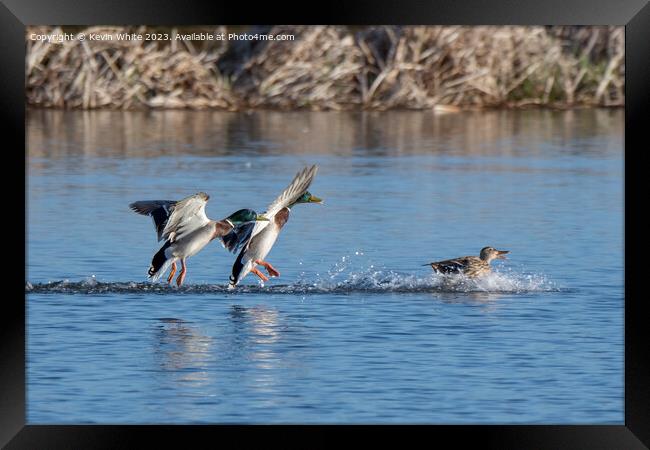 Two male Mallards chasing a female Framed Print by Kevin White