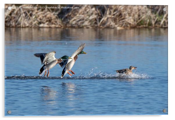 Two male Mallards chasing a female Acrylic by Kevin White