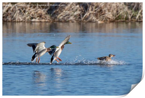 Two male Mallards chasing a female Print by Kevin White