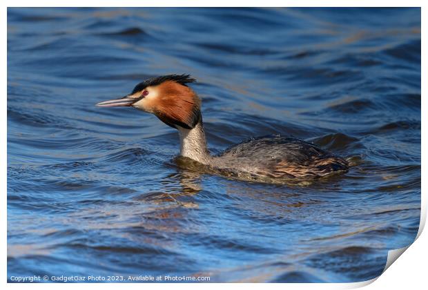 Great crested grebe Print by GadgetGaz Photo