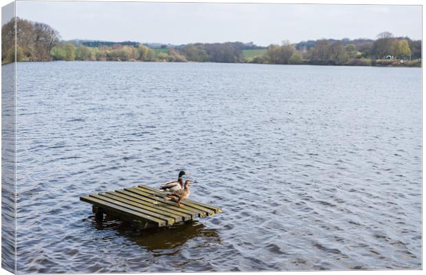 Mallard ducks on a fishing platform Canvas Print by Jason Wells