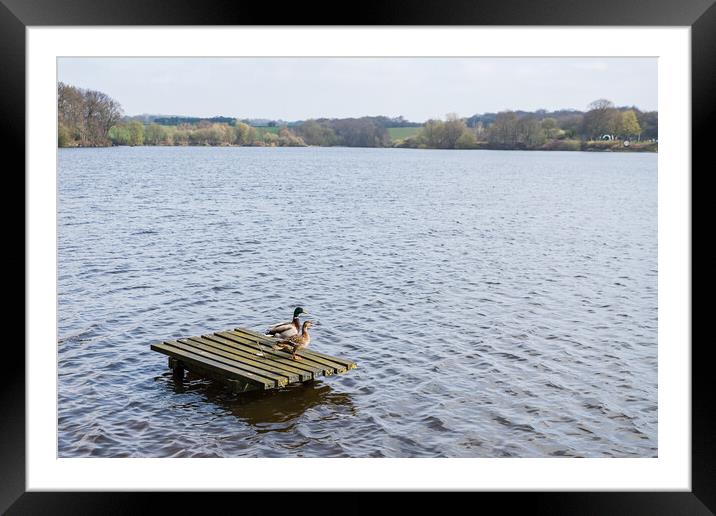 Mallard ducks on a fishing platform Framed Mounted Print by Jason Wells