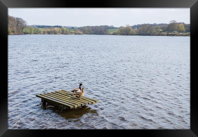 Mallard ducks on a fishing platform Framed Print by Jason Wells