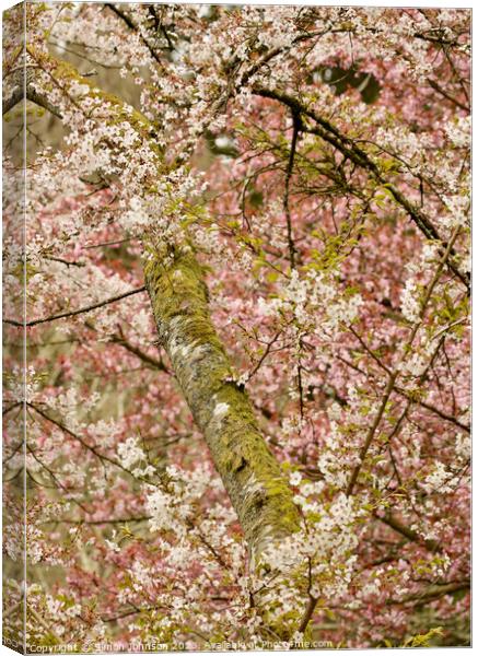 blossom tree profile Canvas Print by Simon Johnson