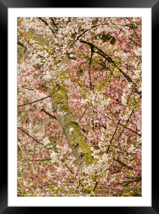 blossom tree profile Framed Mounted Print by Simon Johnson