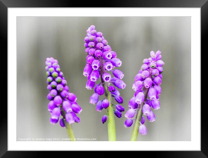 Enchanting Pink Muscari Trio Framed Mounted Print by Jeremy Sage