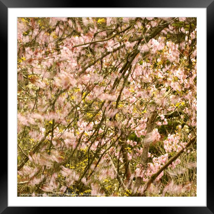 wind blown Cherry Blossom Framed Mounted Print by Simon Johnson