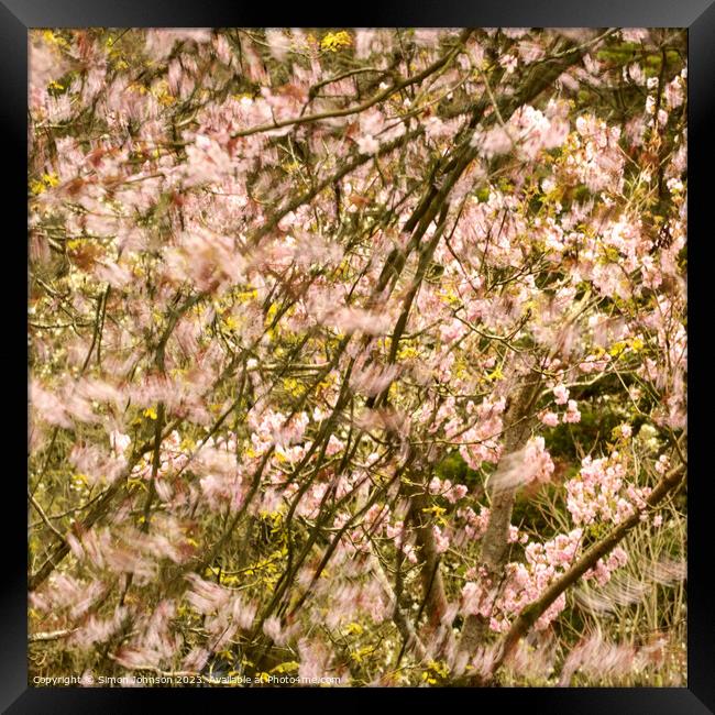 wind blown Cherry Blossom Framed Print by Simon Johnson