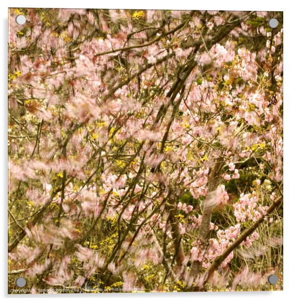 wind blown Cherry Blossom Acrylic by Simon Johnson