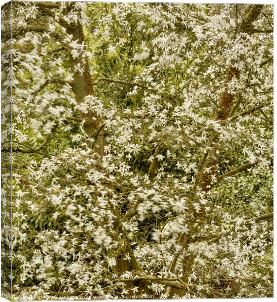 wind blown magnolia blossom Canvas Print by Simon Johnson