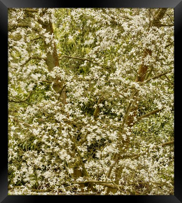 wind blown magnolia blossom Framed Print by Simon Johnson