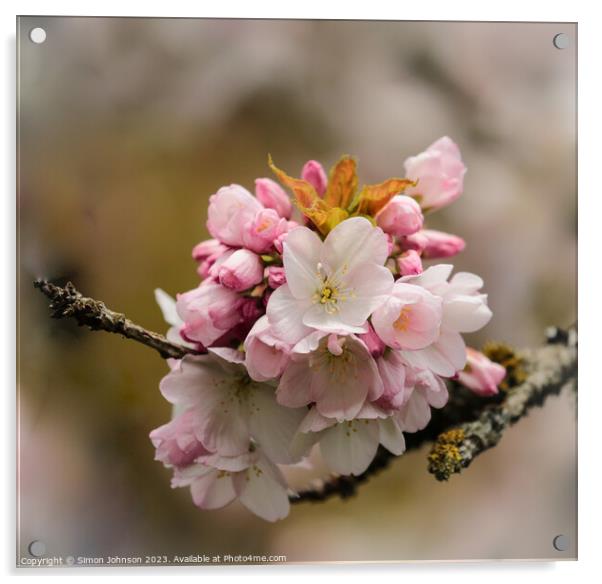 Cherry Blossom Acrylic by Simon Johnson