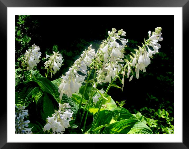 White Hosta Flowers Framed Mounted Print by Stephanie Moore