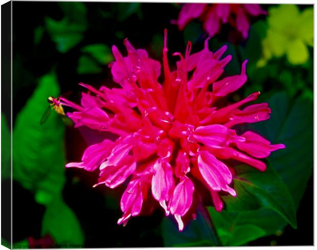 Pink flower Canvas Print by Stephanie Moore