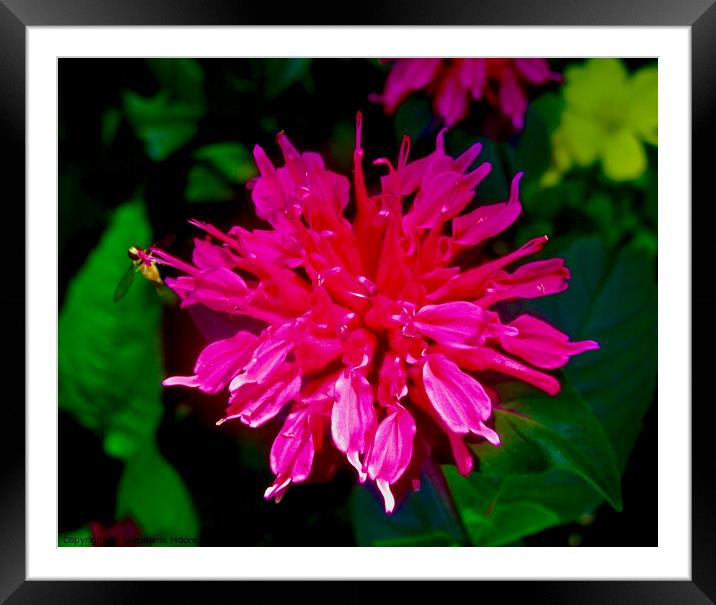 Pink flower Framed Mounted Print by Stephanie Moore