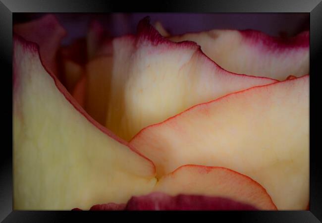 Peachy Rose Petals Framed Print by Glen Allen