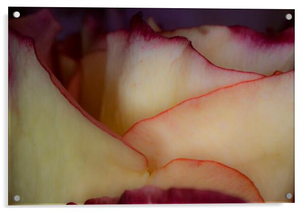 Peachy Rose Petals Acrylic by Glen Allen