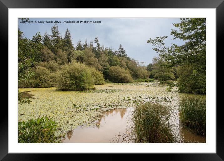 Water Lilies covering pond Framed Mounted Print by Sally Wallis