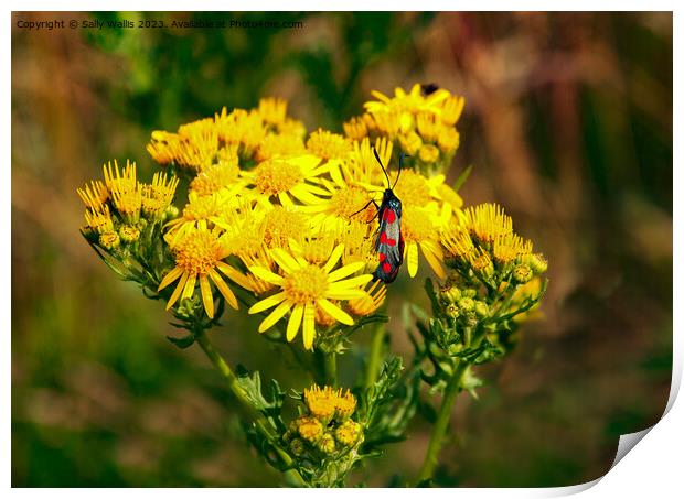 Cinnabar moth on ragwort Print by Sally Wallis