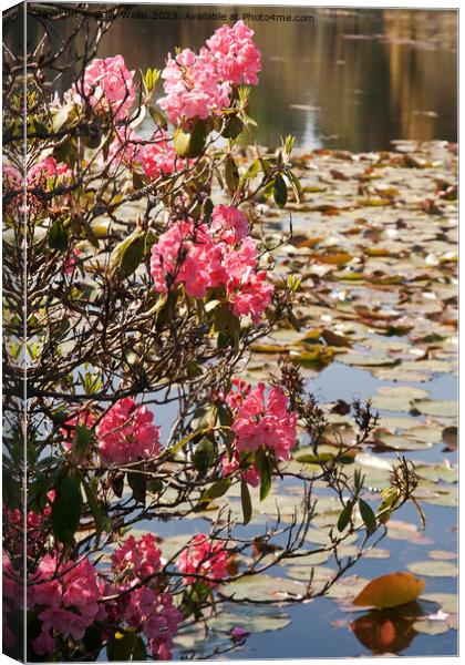 Pink rhododendron against waterlilies Canvas Print by Sally Wallis