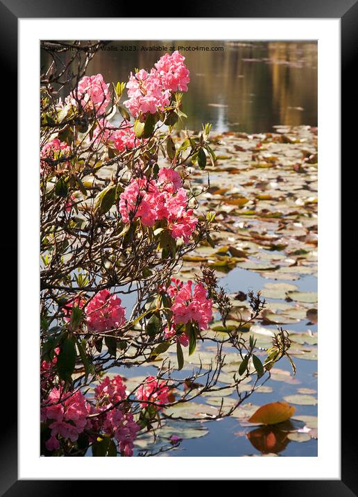 Pink rhododendron against waterlilies Framed Mounted Print by Sally Wallis