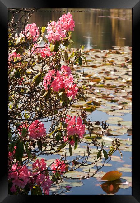 Pink rhododendron against waterlilies Framed Print by Sally Wallis