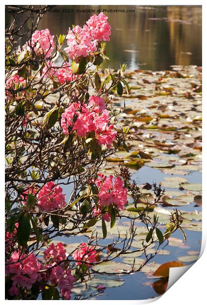 Pink rhododendron against waterlilies Print by Sally Wallis