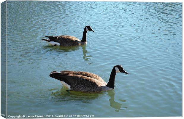 Swimming Canada Geese Canvas Print by Leslie Erkman