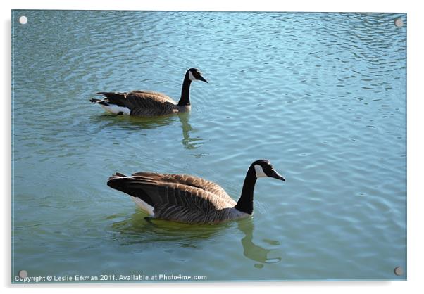 Swimming Canada Geese Acrylic by Leslie Erkman
