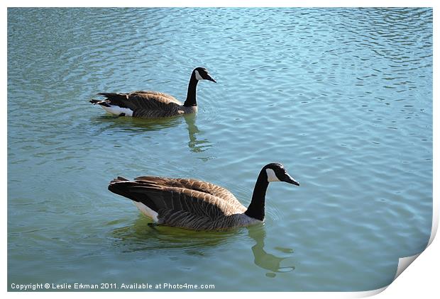 Swimming Canada Geese Print by Leslie Erkman