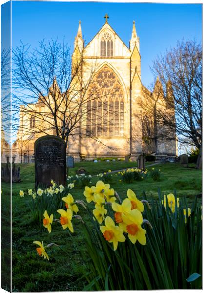 Resurrection Blooms: Daffodils at Ripon Cathedral Canvas Print by Tim Hill