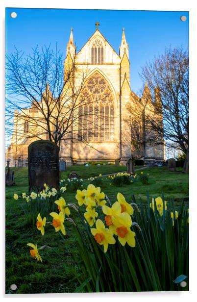 Resurrection Blooms: Daffodils at Ripon Cathedral Acrylic by Tim Hill