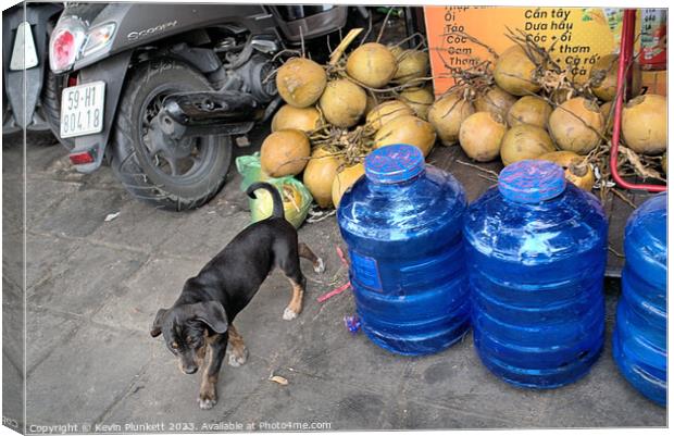 Coconuts, Dog and Water. Ho chi Minh City, Vietnam Canvas Print by Kevin Plunkett