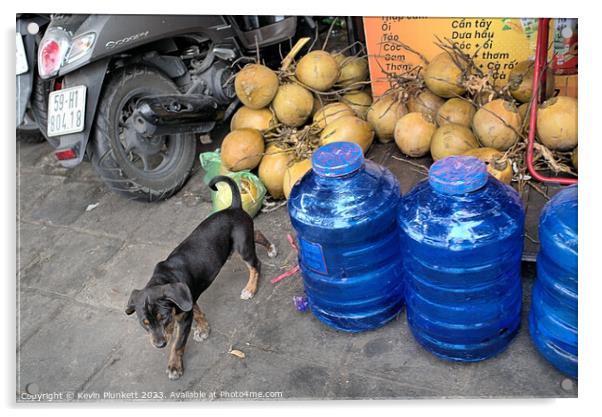 Coconuts, Dog and Water. Ho chi Minh City, Vietnam Acrylic by Kevin Plunkett