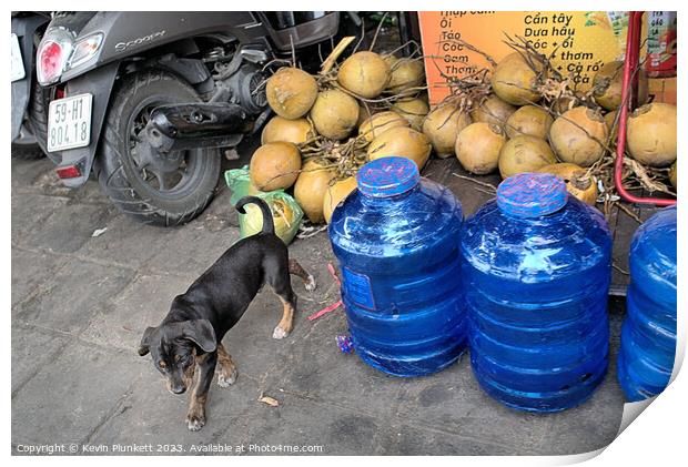 Coconuts, Dog and Water. Ho chi Minh City, Vietnam Print by Kevin Plunkett