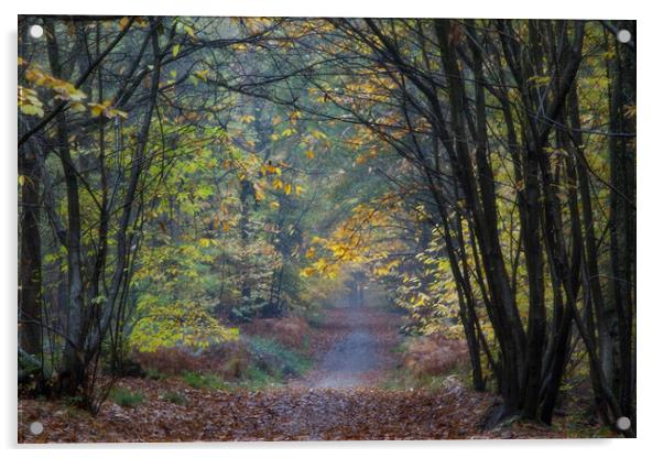 Misty Autumn Footpath Acrylic by David Tinsley