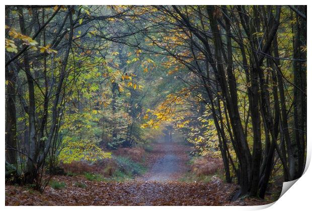 Misty Autumn Footpath Print by David Tinsley