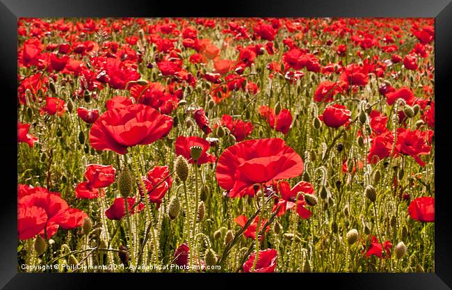Sussex Poppy Field Framed Print by Phil Clements