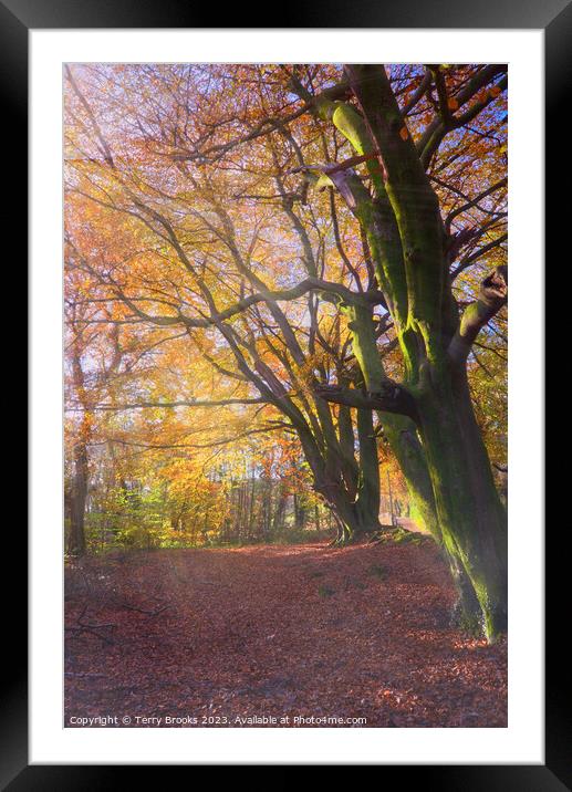 Autumnal Forest Sun Rays Wall Art Print Framed or Unframed – Vibrant Colors Sun Rays and Fine Details for Nature Lovers Framed Mounted Print by Terry Brooks