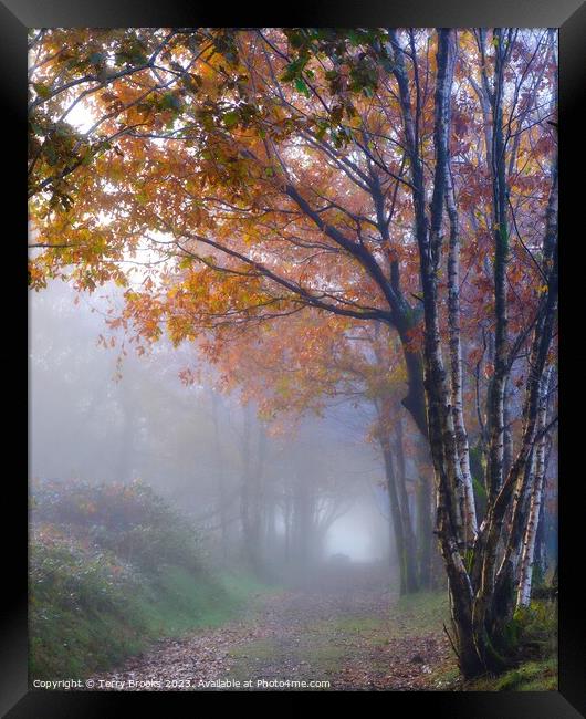 A Beautiful Warm Misty Autumn Woodland in Wales Framed Print by Terry Brooks