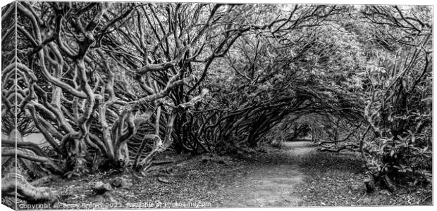 A spooky Tangled Wood in Wales in Black and White Canvas Print by Terry Brooks