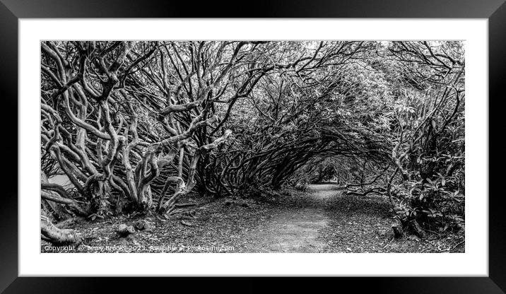A spooky Tangled Wood in Wales in Black and White Framed Mounted Print by Terry Brooks