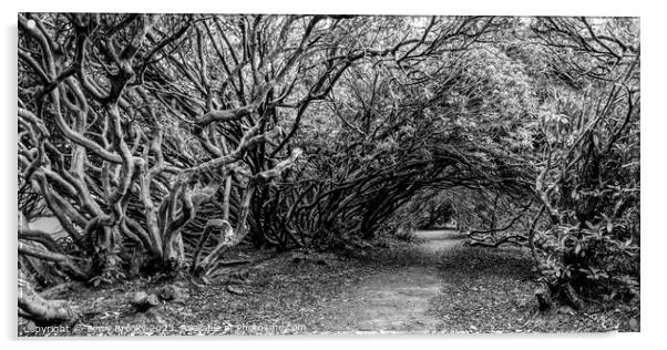 A spooky Tangled Wood in Wales in Black and White Acrylic by Terry Brooks