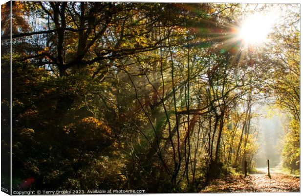Autumn Sun Rays through the Trees at Cwm Clydach, Wales, United Kingdom Canvas Print by Terry Brooks