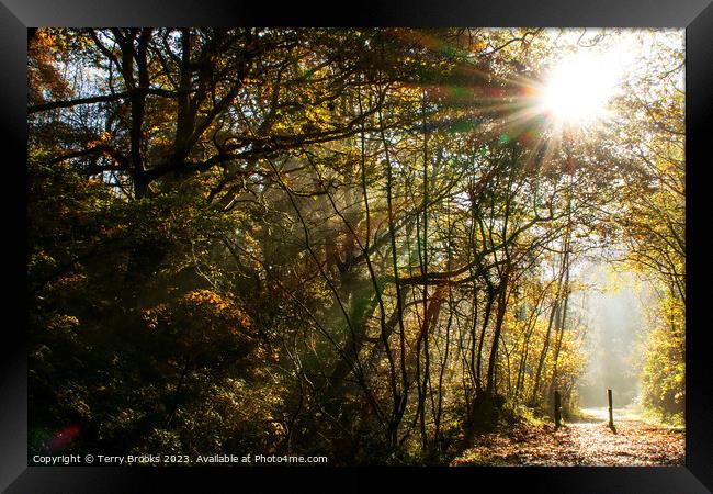 Autumn Sun Rays through the Trees at Cwm Clydach, Wales, United Kingdom Framed Print by Terry Brooks