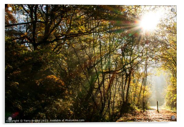 Autumn Sun Rays through the Trees at Cwm Clydach, Wales, United Kingdom Acrylic by Terry Brooks
