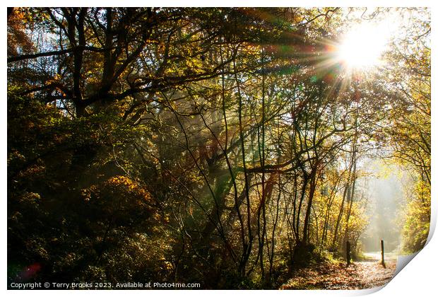 Autumn Sun Rays through the Trees at Cwm Clydach, Wales, United Kingdom Print by Terry Brooks